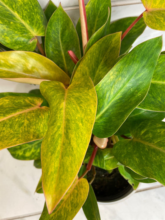 The Plant Farm® Houseplants Philodendron Painted Lady, 6" Plant