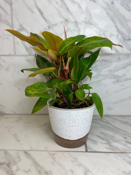 The Plant Farm® Houseplants Philodendron Painted Lady, 6" Plant