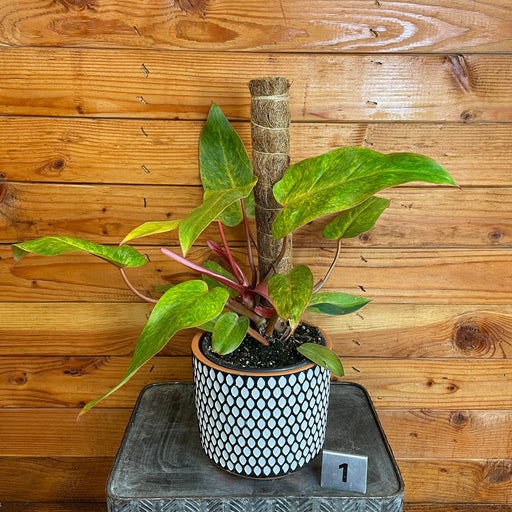 The Plant Farm® Houseplants Philodendron Painted Lady on Moss Pole - Pick Your Plant, 6" Plant