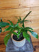 The Plant Farm® Houseplants Philodendron Pedatum Glad hands, 6" Plant