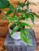 The Plant Farm® Houseplants Philodendron Pedatum Glad hands, 6" Plant
