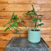 The Plant Farm® Houseplants Philodendron Pedatum Reindeer, 4" Plant