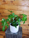 The Plant Farm® Houseplants Philodendron Pedatum Reindeer, 6" Plant