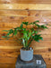 The Plant Farm® Houseplants Philodendron Pedatum Reindeer - Pick Your Plant, 6" Plant