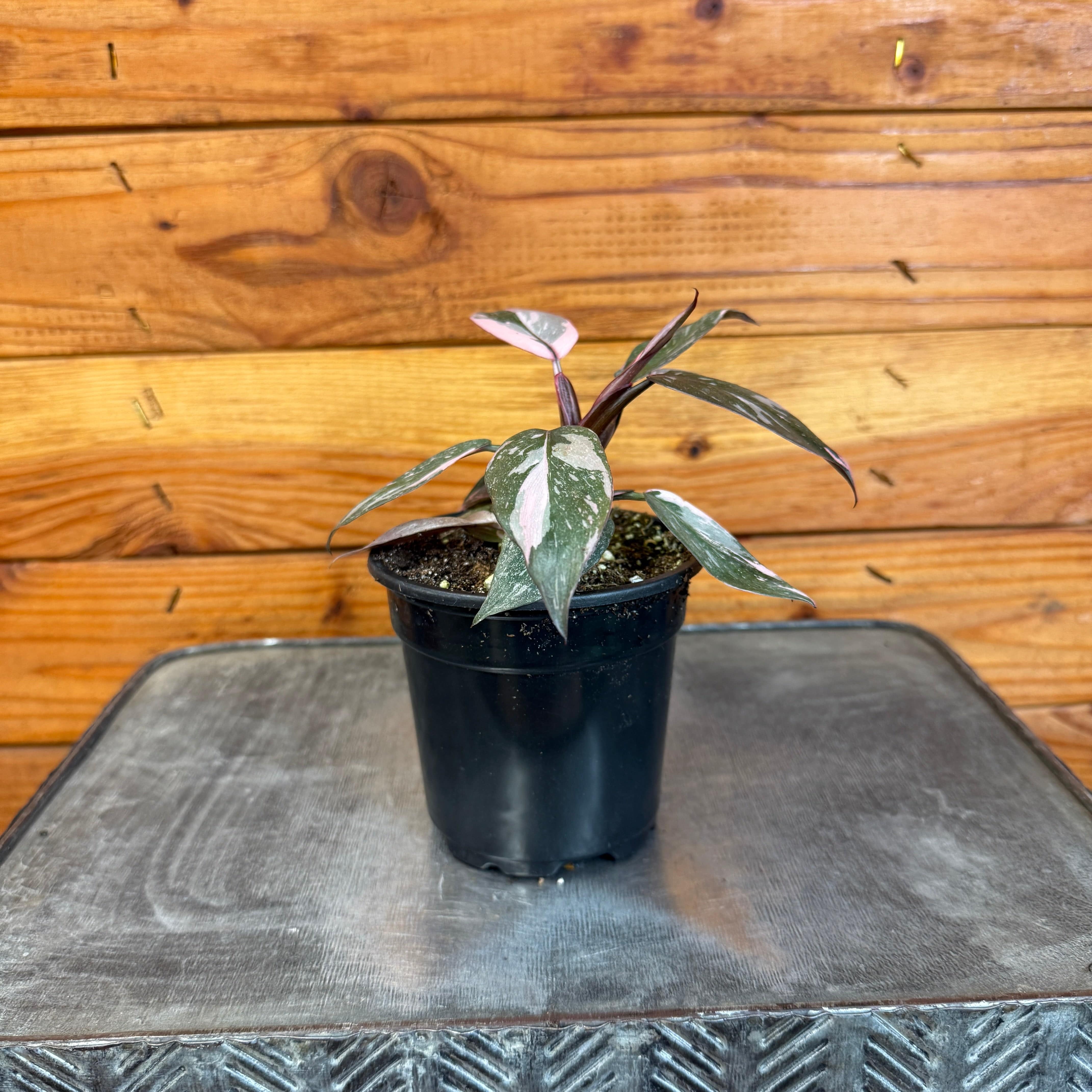 baby pink princess philodendron Philodendron Pink Princess, 4" Plant