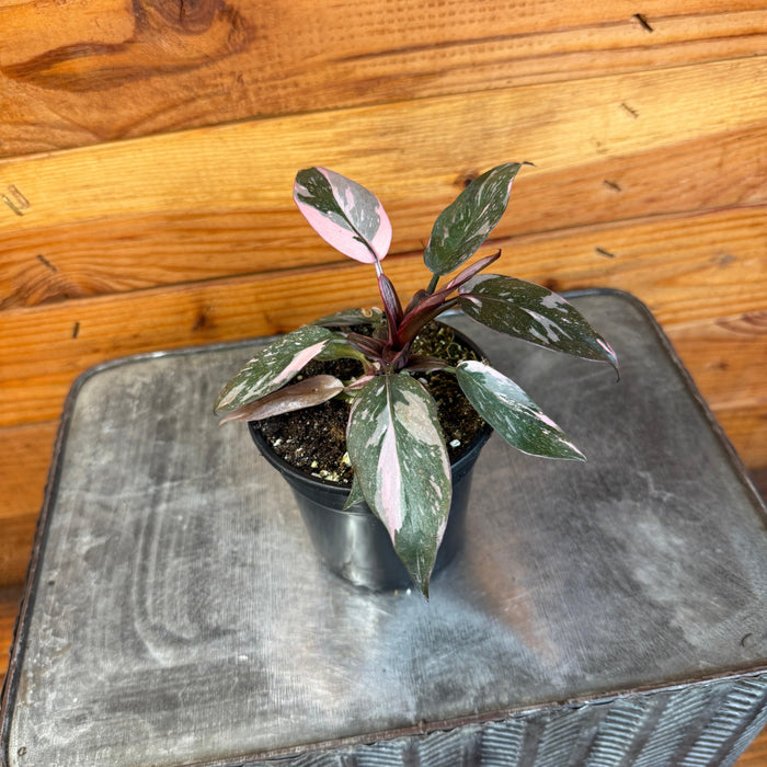 black princess philodendron Philodendron Pink Princess, 4" Plant