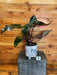 The Plant Farm® Houseplants Philodendron Pink Princess - Pick Your Plant, 6" Plant