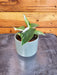 The Plant Farm® Houseplants Philodendron Punctata, 2" Plant