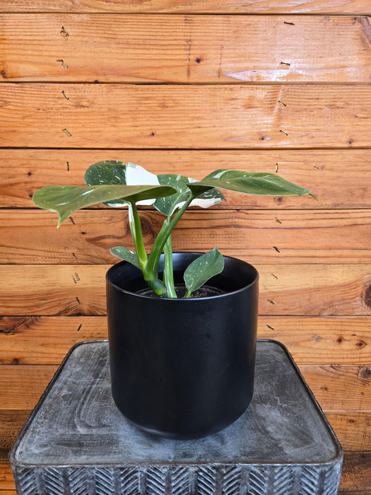 The Plant Farm® Houseplants Philodendron Punctata, 6" Plant