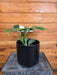 The Plant Farm® Houseplants Philodendron Punctata, 6" Plant