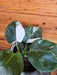 The Plant Farm® Houseplants Philodendron Punctata, 6" Plant