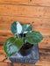 The Plant Farm® Houseplants Philodendron Punctata, 6" Plant