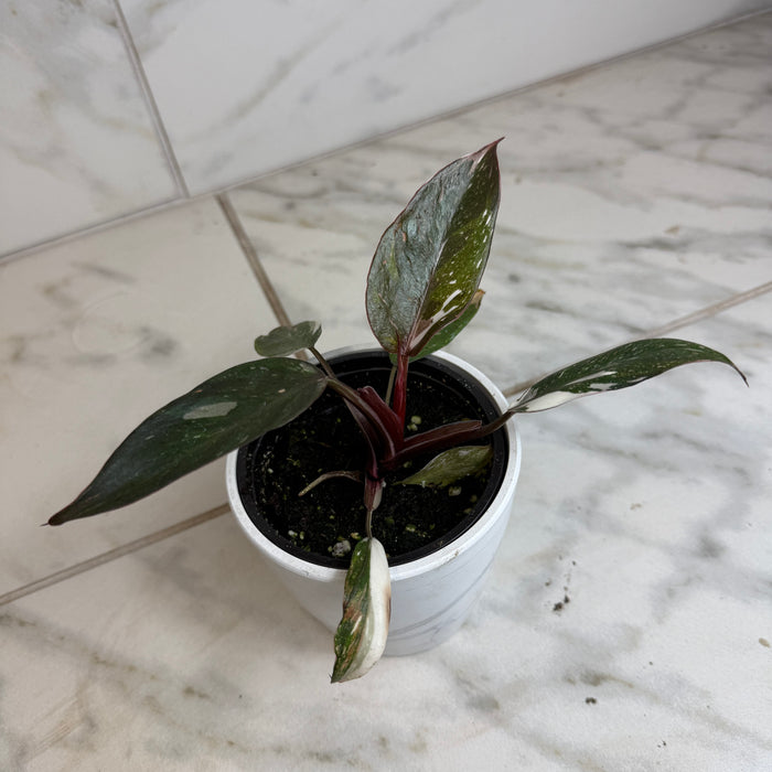 The Plant Farm® Houseplants Philodendron Red Anderson, 4" Plant