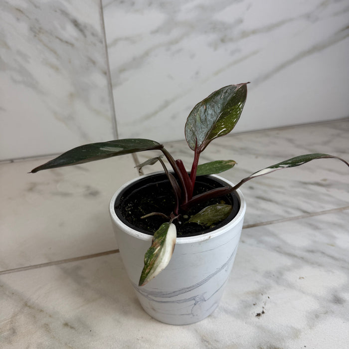 The Plant Farm® Houseplants Philodendron Red Anderson, 4" Plant