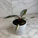 The Plant Farm® Houseplants Philodendron Red Anderson, 4" Plant