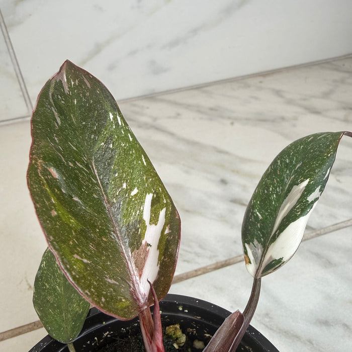 The Plant Farm® Houseplants Philodendron Red Anderson, 4" Plant
