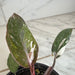 The Plant Farm® Houseplants Philodendron Red Anderson, 4" Plant