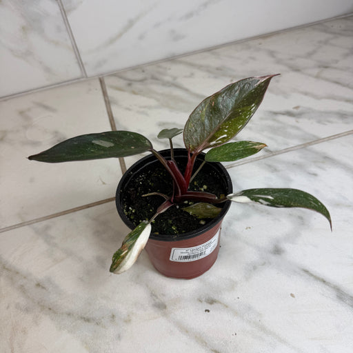 The Plant Farm® Houseplants Philodendron Red Anderson, 4" Plant