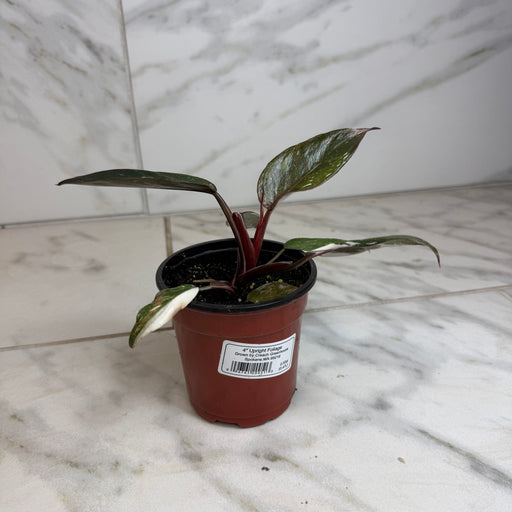 The Plant Farm® Houseplants Philodendron Red Anderson, 4" Plant