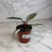 The Plant Farm® Houseplants Philodendron Red Anderson, 4" Plant