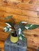 The Plant Farm® Houseplants Philodendron Red Anderson - Pick Your Plant, 4" Plant