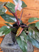 The Plant Farm® Houseplants Philodendron Red Anderson - Pick Your Plant, 6" Plant