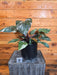 The Plant Farm® Houseplants Philodendron Red Anderson - Pick Your Plant, 6" Plant