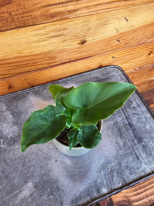 The Plant Farm® Houseplants Philodendron Selloum, 2" Plant