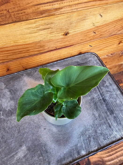 The Plant Farm® Houseplants Philodendron Selloum, 2" Plant