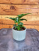 The Plant Farm® Houseplants Philodendron Selloum, 2" Plant