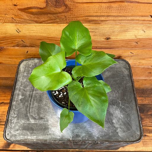 The Plant Farm® Houseplants Philodendron Selloum, 4" Plant