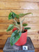 The Plant Farm® Houseplants Philodendron Serpens - Pick Your Plant, 6" Plant