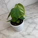 The Plant Farm® Houseplants Philodendron Sharoniae, 4" Plant