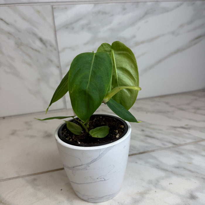 The Plant Farm® Houseplants Philodendron Sharoniae, 4" Plant