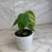 The Plant Farm® Houseplants Philodendron Sharoniae, 4" Plant