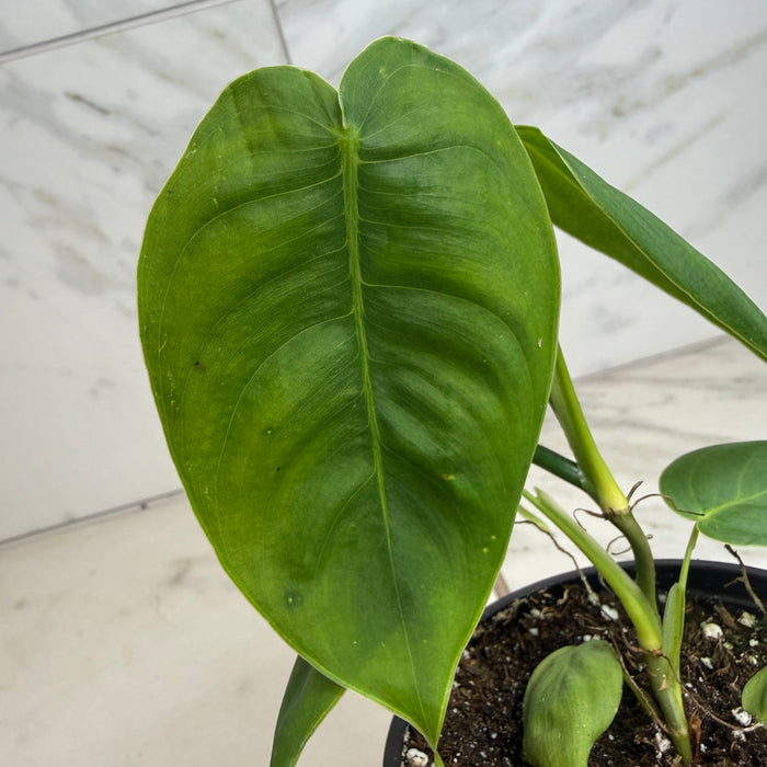 The Plant Farm® Houseplants Philodendron Sharoniae, 4" Plant