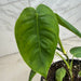 The Plant Farm® Houseplants Philodendron Sharoniae, 4" Plant