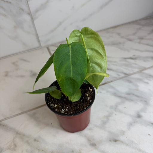 The Plant Farm® Houseplants Philodendron Sharoniae, 4" Plant