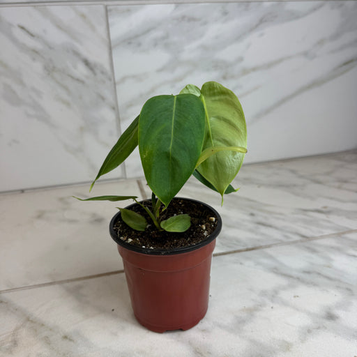 The Plant Farm® Houseplants Philodendron Sharoniae, 4" Plant