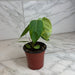 The Plant Farm® Houseplants Philodendron Sharoniae, 4" Plant