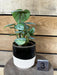 The Plant Farm® Houseplants Philodendron Sodirini - Pick Your Plant, 4" Plant