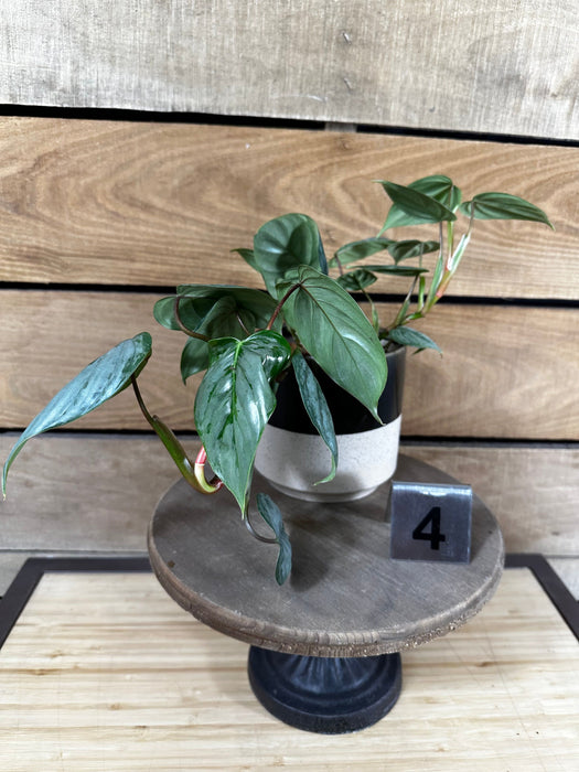 The Plant Farm® Houseplants Philodendron Sodirini - Pick Your Plant, 4" Plant