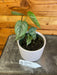 The Plant Farm® Houseplants Philodendron Sodiroi, 4" Plant