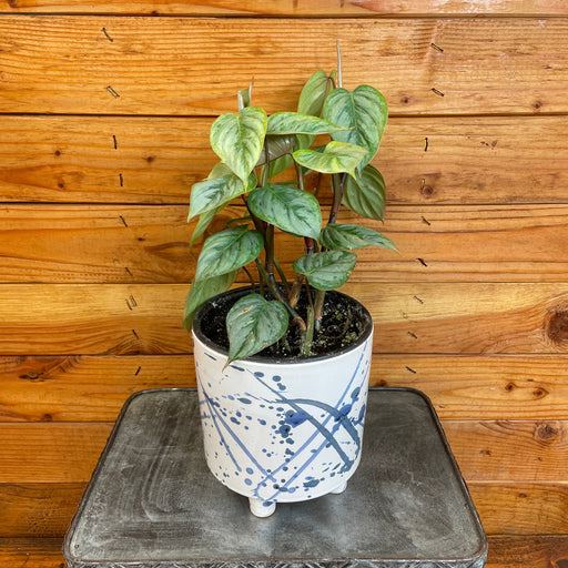 The Plant Farm® Houseplants Philodendron Sodiroi, 6" Plant