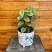 The Plant Farm® Houseplants Philodendron Sodiroi, 6" Plant