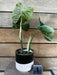 The Plant Farm® Houseplants Philodendron Splendid - Pick Your Plant, 4" Plant