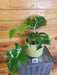 The Plant Farm® Houseplants Philodendron Squamiferum - Pick Your Plant, 6" Plant