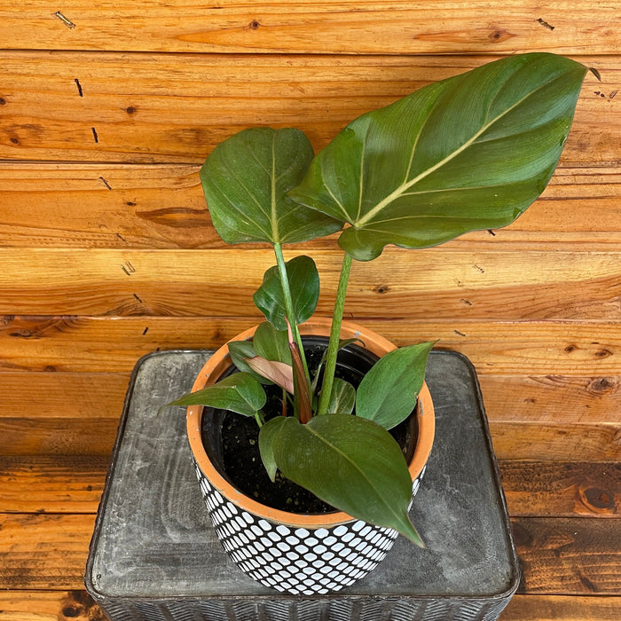 The Plant Farm® Houseplants Philodendron Summer Glory, 6" Plant