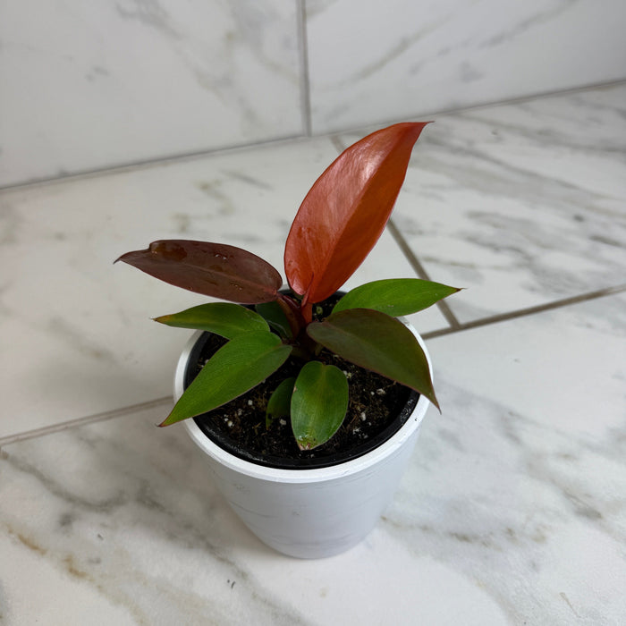The Plant Farm® Houseplants Philodendron Sun Red, 4" Plant