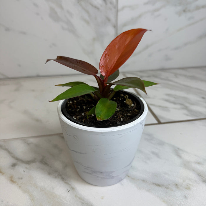 The Plant Farm® Houseplants Philodendron Sun Red, 4" Plant